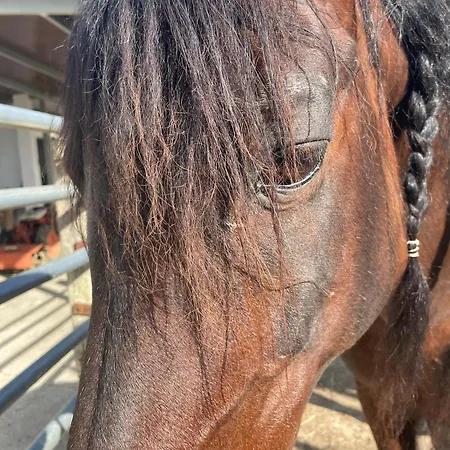 Casa rural La Tacita - Jazmín *